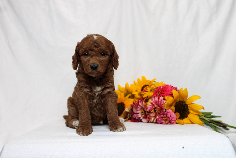 puppy, for, sale, Mini Goldendoodle F1B, Matthew B. Stoltzfus, dog, breeder, Gap, PA, dog-breeder, puppy-for-sale, forsale, nearby, find, puppyfind, locator, puppylocator, aca